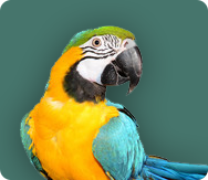 https://www.brandtsmill.com/wp-content/uploads/2017/02/icon_birds.png