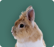 Products for Rabbits and Guinea Pigs